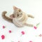 Roses flowers and cute scottish cat on white background. Scottish kitty and flower