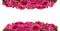 Roses Flowers Festive Border Congratulation Concept Isolated on