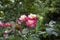 Roses with Fountain at Merrick Rose Garden at Merrick Rose Garden