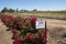 Roses in front of Vineyards, Barossa Valley, Australia