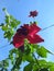 the roses in the garden are withered but look beautiful with blue clouds