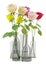 Roses in glass vases isolated on white