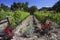 Roses and grapes in springtime, Oak View California vinyard, USA