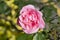 Roses and green nature in Zumaia Basque Country Spain