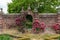 Roses growing along side a brick wall with a closed iron gate