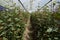 Roses growing in a greenhouse at the Hacienda La Compania Roses Plantation near Cayambe in Ecuador.