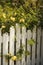 Roses growing over fence.