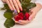 Roses in hands with perfect manicure.