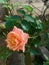 roses have thorns and very dense leaves and roses have many colors and levels of petals