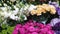 Roses, hydrangeas, chrysanthemums and other flowers in refrigerator room in a flower shop