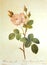 Roses Illustration Prints White Moss Rose Rosa Muscosa Alba Flower Rosier Mousseur a Fleurs Blanches Floral Sketch