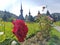 Roses in the monasteri Barsana, Maramures, Romania,