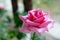 Roses, nature flowerbed. Beautiful flowers. Blooming