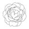 roses open bud black and white isolated vector hand illustration