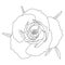 roses open bud with leaves and branches black and white isolated vector hand illustration