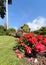 Roses at the parks of Nervi.The parks of Genoa nervi have one of the largest rose gardens in Italy