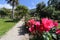 Roses at the parks of Nervi.The parks of Genoa nervi have one of the largest rose gardens in Italy