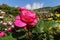 Roses at the parks of Nervi.The parks of Genoa nervi have one of the largest rose gardens in Italy