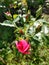 Roses pink flowers garden Green plants landscape botanical Nature Green