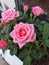 Roses planted in a pot on a windowsill