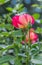 Roses with raindrops. Delicate pink fragrant rose