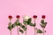 Roses red and white upside down isolated on pink top view