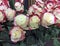 Roses for sale in flower market. Moscow, Russia.