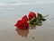 Roses on the seashore, romantic symbols