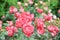 Roses with semidouble color, red and white petals