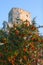 Roses on Sleeping beauty`s Castle - tower