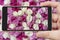 Roses on smartphone screen. Beautiful pink flowers.