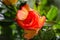 Roses, symbol of love, multicoloured bright flowers on a blurred background.