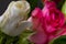 Roses, symbol of love, multicoloured bright flowers on a blurred background.