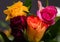 Roses, symbol of love, multicoloured bright flowers on a blurred background.