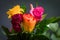 Roses, symbol of love, multicoloured bright flowers on a blurred background.