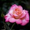 Roses are a type of plant with hard and woody stems.  Rose plants are full of thorns, but have beautiful colored flowers