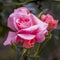 Roses are a type of plant with hard and woody stems.  Rose plants are full of thorns, but have beautiful colored flowers.