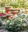 Roses, vases and pond in the garden