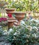 Roses, vases and pond in the garden