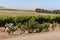 Roses and vines in the Durbanville Hills district. Cape Town S Africa