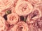 Roses in vintage style, faded colors