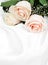 Roses on white silk background