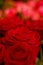 Roses zoom, flowers and nature with red and love, ecology and environment with bouquet and botanical. Bloom, spring and