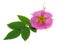 Roseship pink flower with green leaf