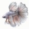 Rosetail Betta Fish. Popular fish. Isolated on White Background.