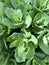 Rosetta stonecrop, or Sedum rosetta. Close-up photo