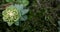 Rosetta stonecrop, or Sedum rosetta. Close-up photo of its small green leaves.