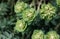 Rosetta stonecrop, or Sedum rosetta. Close-up photo of its small green leaves.