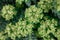 Rosetta stonecrop, or Sedum rosetta. Close-up photo of its small green leaves.