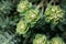 Rosetta stonecrop, or Sedum rosetta. Close-up photo of its small green leaves.